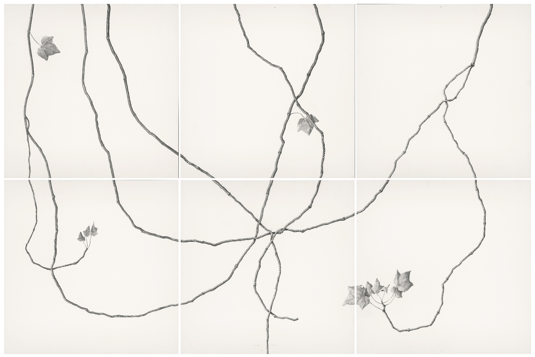 U-00303-MarcosIsamat-240x160cm-Hiedraconflor-completa